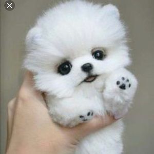 Meet your Posher, Elnaz